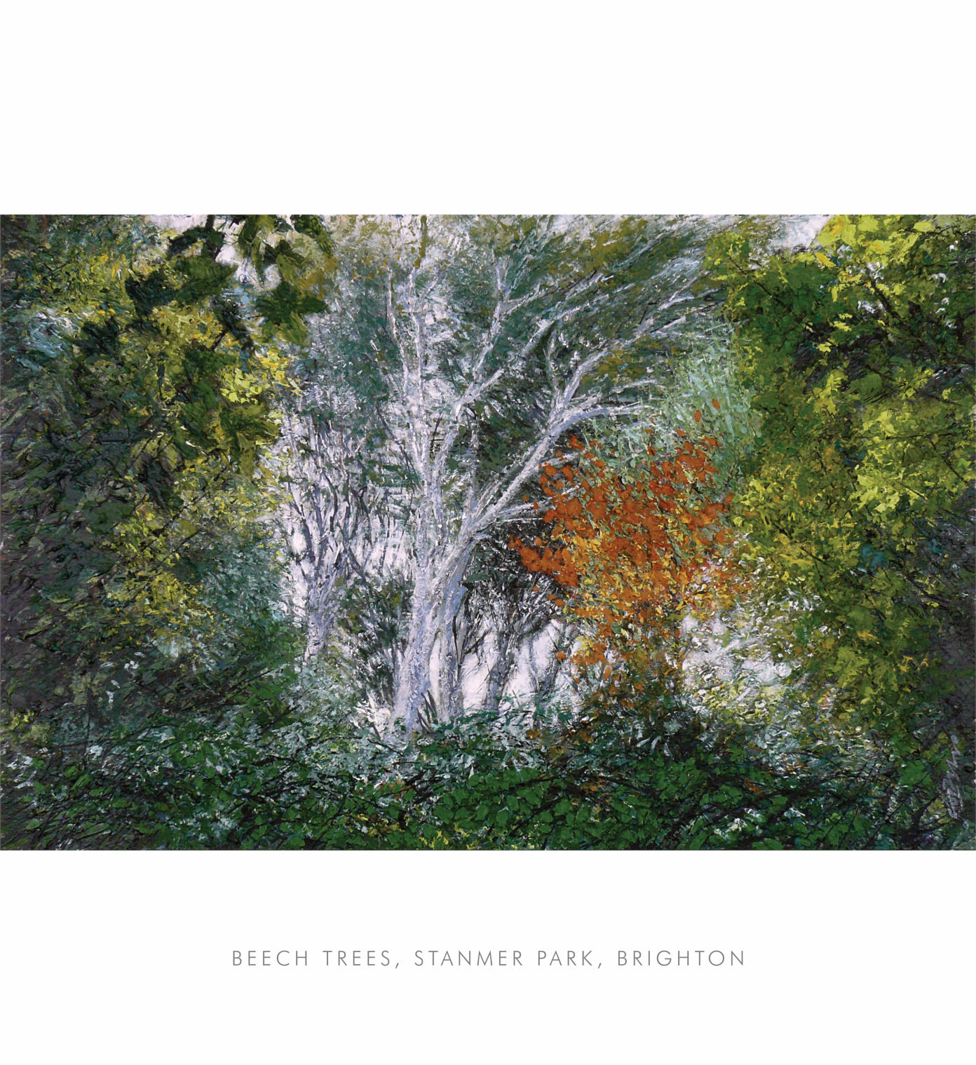 beech trees, stanmer park, brighton