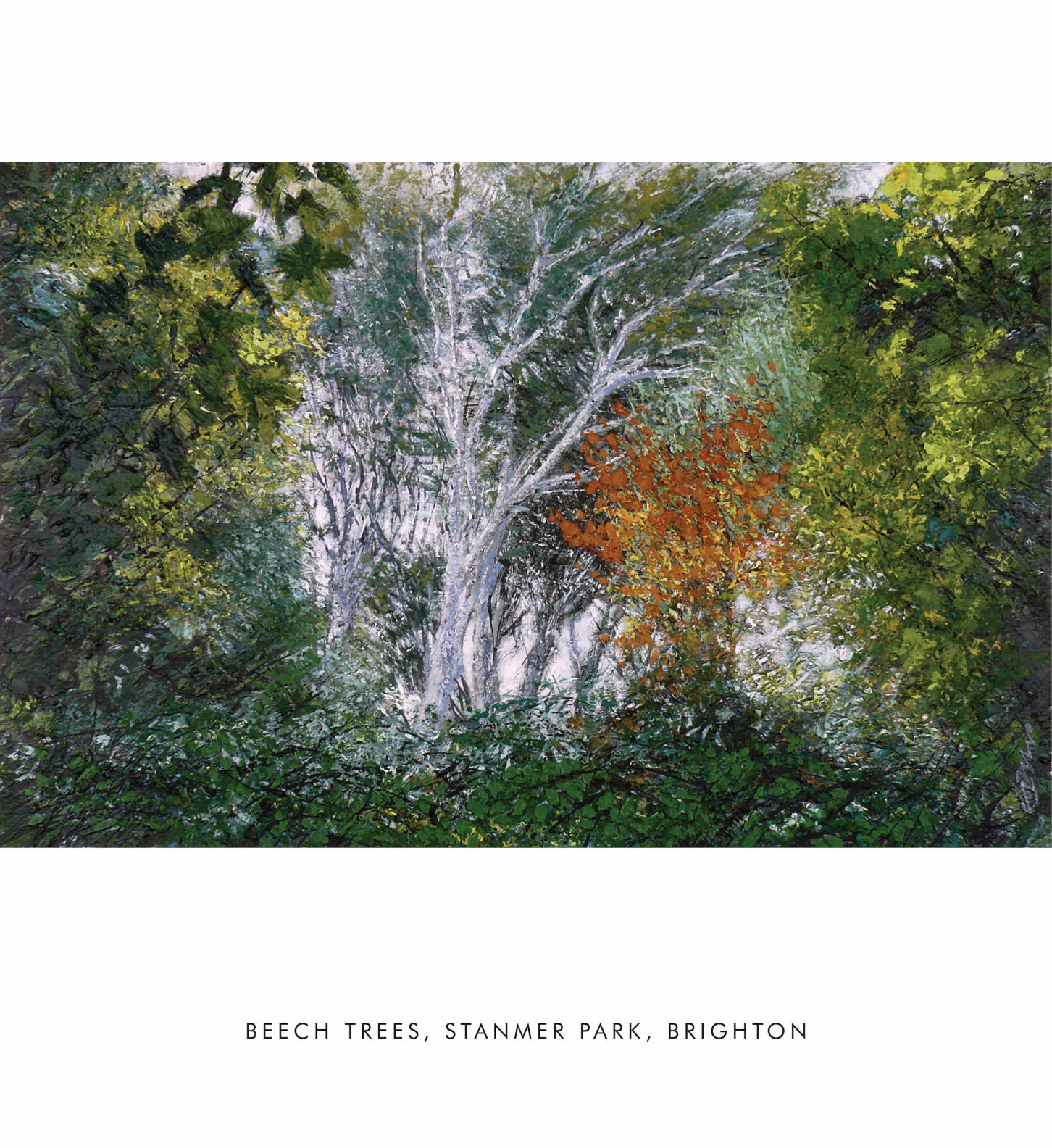 BEECH TREES, STANMER PARK, BRIGHTON