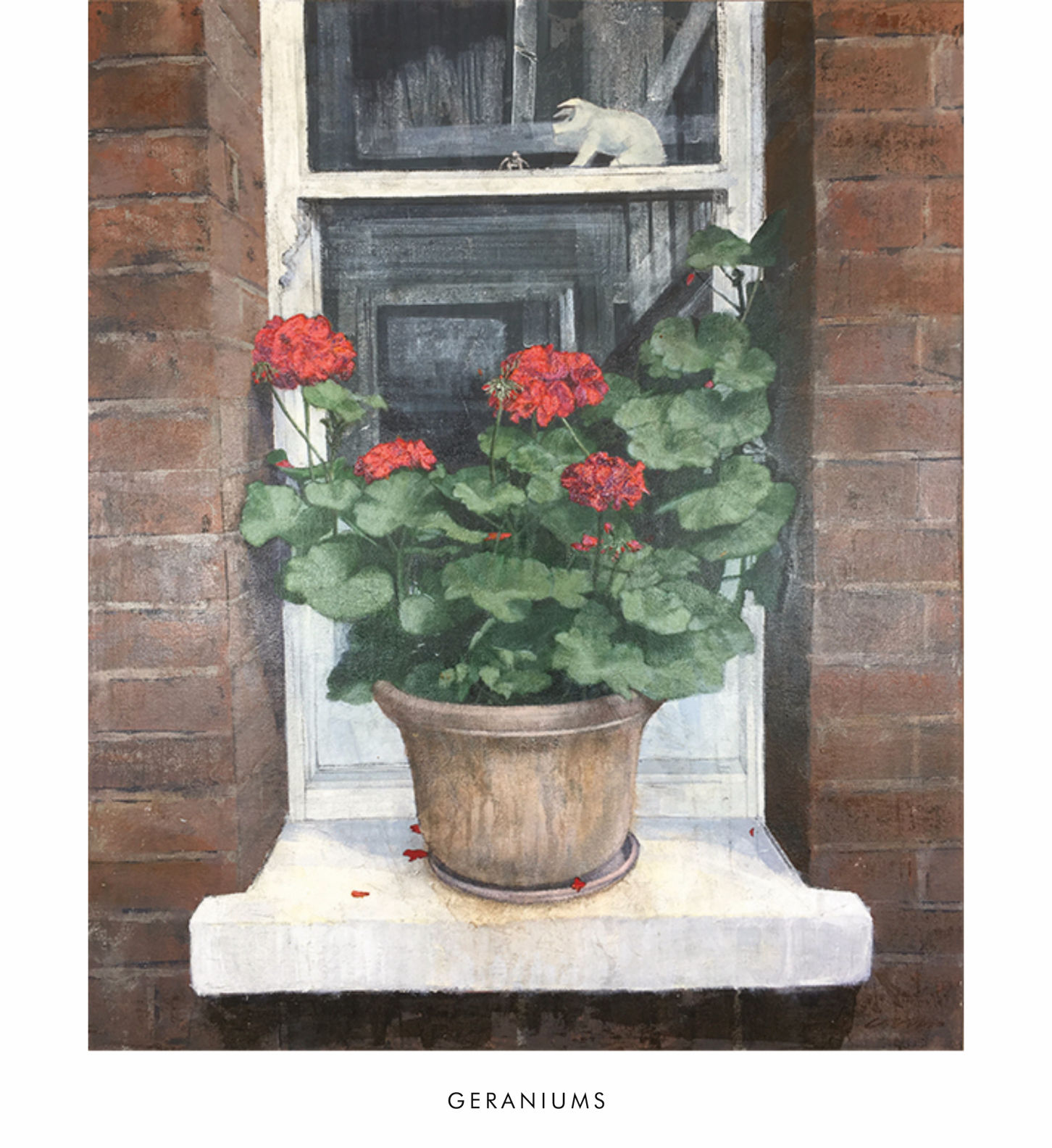 GERANIUMS